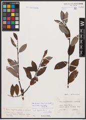 Salix bicolor Ehrh. ex Willd.